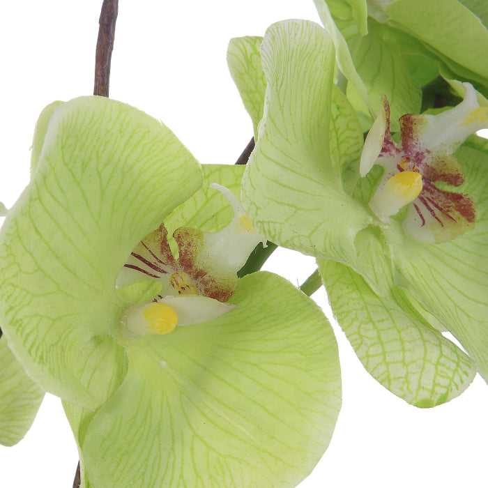 Orquidea Decorativa Lima